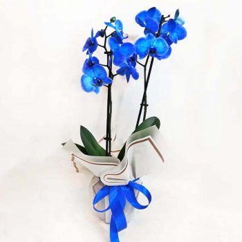 *Mavi Orkide Phalaenopsis Çift Dal